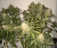 Imagen de roosley (Afgan Kush Special)