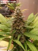 Imagen de admin (Afgan Kush x Black Domina)