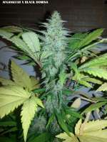 Imagen de admin (Afgan Kush x Black Domina)