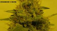 Imagen de admin (Afgan Kush x Skunk)