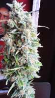 Imagen de admin (Afgan Kush x Skunk)