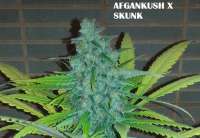 Imagen de admin (Afgan Kush x Skunk)