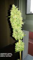 Imagen de admin (Afgan Kush x Skunk)