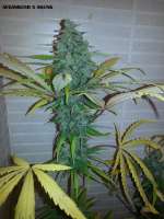 Imagen de admin (Afgan Kush x Skunk)