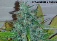 Imagen de admin (Afgan Kush x Skunk)