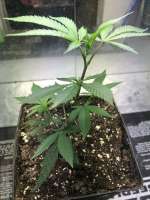 Imagen de Shadetreegenetics (Skunk 47)