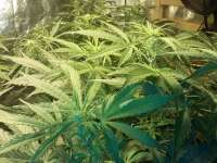 Imagen de FarmerWhiskers (Jack the Ripper Autoflowering)