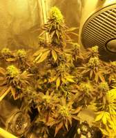 Imagen de hemp47 (Sour Diesel)