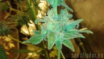 Zamnesia Sour Diesel