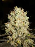 Imagen de Majestic [White Widow]