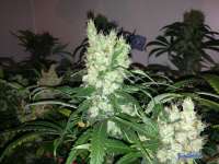 Imagen de elVato (Diesel Haze)