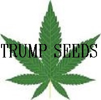 Logo Trump Seeds