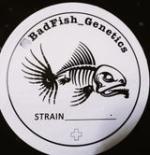 Logo Bad Fish Genetics