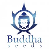 Logo Buddha Seeds