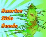 Logo Sunrise Side Seeds