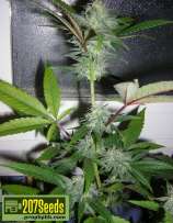 207 Seeds Twisted HashPlant OG Kush