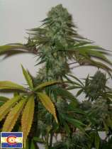 303 Seeds Bio Diesel Bx2