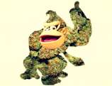 303 Seeds Danky Kong