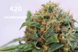 420 Seeds Platinum Jack