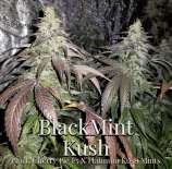 A.B. Seed Company Blackmint Kush