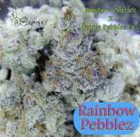 A.B. Seed Company Rainbow Pebblez