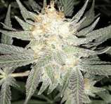 ACE Seeds HashPlant