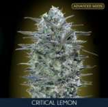 Critical Lemon