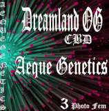 Aeque Genetics Dreamland OG