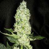 Aficionado Seed Bank Darkside OG