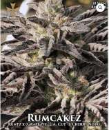 Aficionado Seed Collection Rumcakez