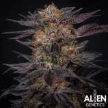 Alien Genetics The Purple One