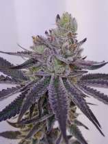 Andina Seeds Benny Blanco BRC