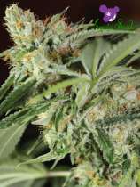 Anesia Seeds Ghost Train Haze #1