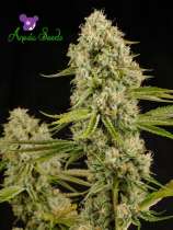 Anesia Seeds Hindu Kush