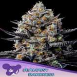 Anesia Seeds Jealousy Dankness