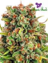 Anesia Seeds Mandarine 47