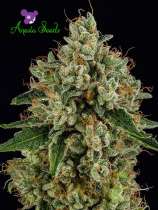 Anesia Seeds White Lemon Skunk