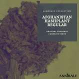 Annibale Genetics Afghanistan Hashplant