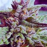 Annibale Genetics Lavender Muffin