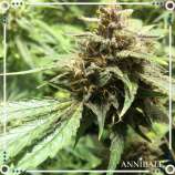 Annibale Genetics Old Poison