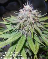 Annunaki Genetics Dutch Soda