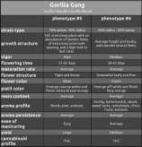 Annunaki Genetics Gorilla Gang