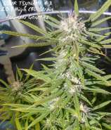 Annunaki Genetics Sour Tsunami S1