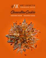 Art Genetix Clementine Cookies