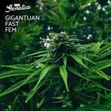 Aztech Genetics Gigantuan Fast