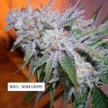 B.O.G. Seeds Sour Grape