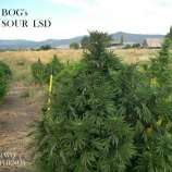B.O.G. Seeds Sour LSD