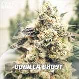 BSF Seeds Gorilla Ghost