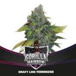 BSF Seeds Gorilla Rainbow