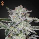 BSF Seeds Sweet Valley Kush